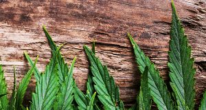 cannabis on wood