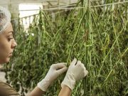 Small Business Loans For Marijuana Businesses