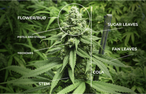 Anatomy of a marijuana plant